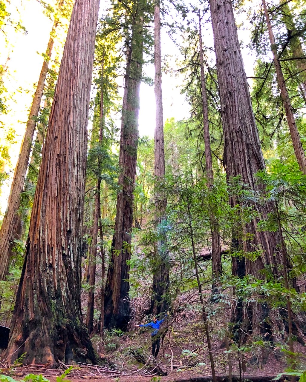 Player solving Blackbox in the redwoods